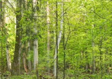 Białowieża © Jessica Buczek