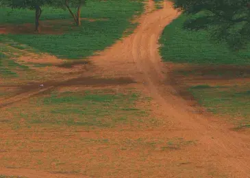 The Great Green Wall: trees to halt the desert