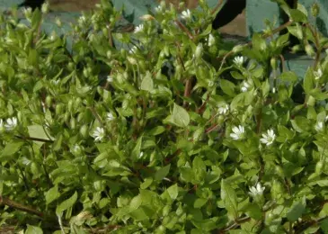 Wild things on my Street: a public observatory of city plants