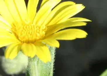 Saving the sea marigold, an andangered flower