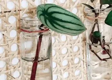 Display for cuttings