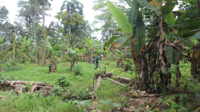 Agroforesterie équateur