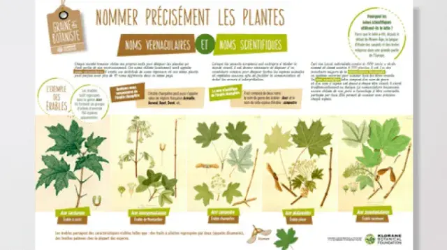 "Nommer précisément les plantes"