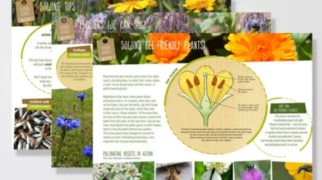 ‘Sowing bee-friendly plants’