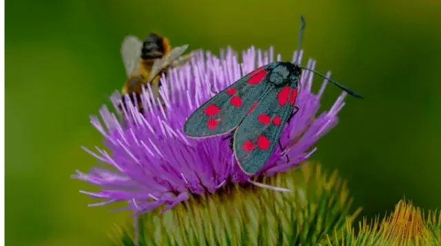 Comprendre et préserver la biodiversité