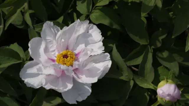 peonie