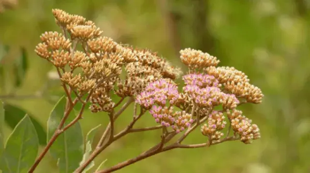 tessaria integrifolia