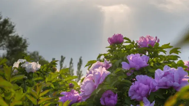 Wild peonies china