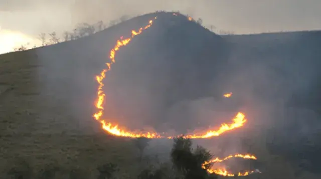 A forest going up in smoke