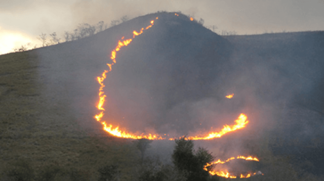 A forest going up in smoke