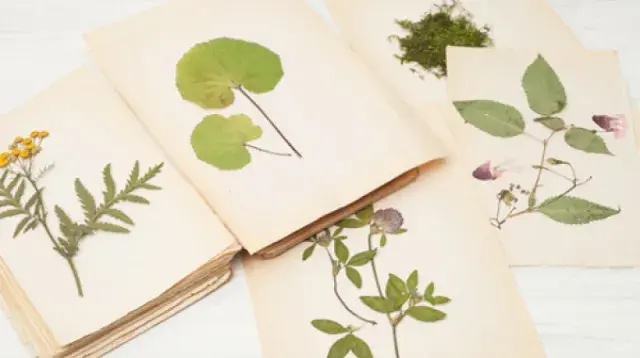 Herbarium