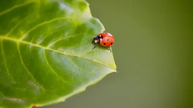 WHY HAS BIODIVERSITY VARIED OVER TIME?