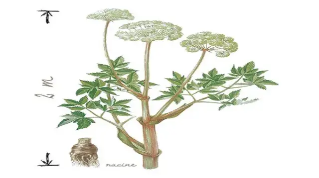 Description de l'Angélique officinale