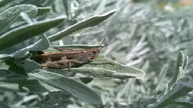 the Nymph Garden