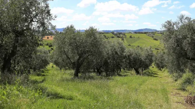 olive-tree