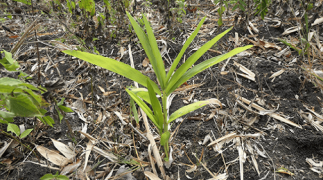 sustainable cultivation of Galanga