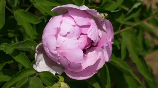 Wild peonies china