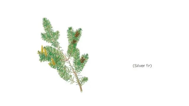 silver fir