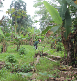 Equateur agroforesterie