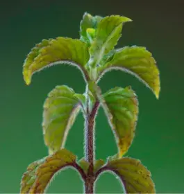 menthe aquatique