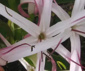 Crinum mauritianum