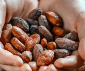 L'histoire du cacao