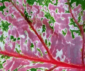 Le Caladium