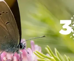 Papillon butinant une fleur des champs