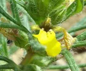 Le Bugle petit-pin - Bugle jaune