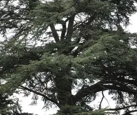 Le Cèdre du Liban