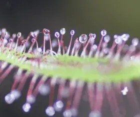 drosera capensis