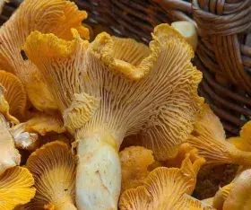 girolles