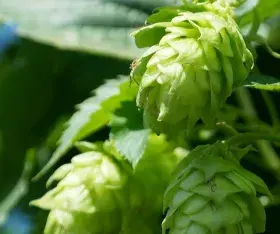 Le Houblon