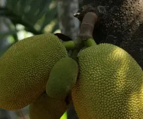 Le Jacquier et L’Arbre à Pain