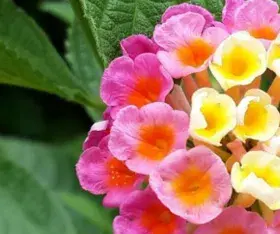 Le Lantana