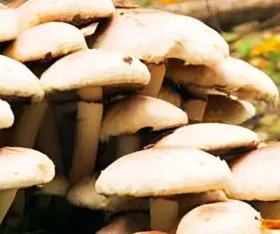 champignons