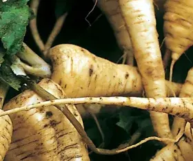 Des légumes du Moyen âge à nos jours