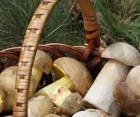 Guide pratique : la cueillette des champignons