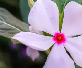 La Pervenche tropicale