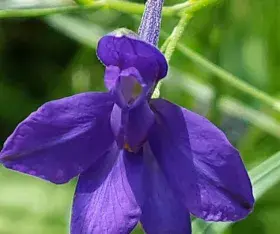 Le Pied-d'alouette royal