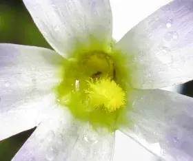 La Grassette à fleur de primevère