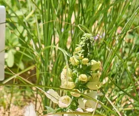 2019 Botany For Change Award