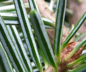 Le Sapin commun ou Sapin pectiné