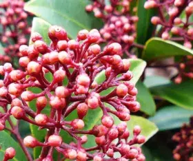 Le Skimmia