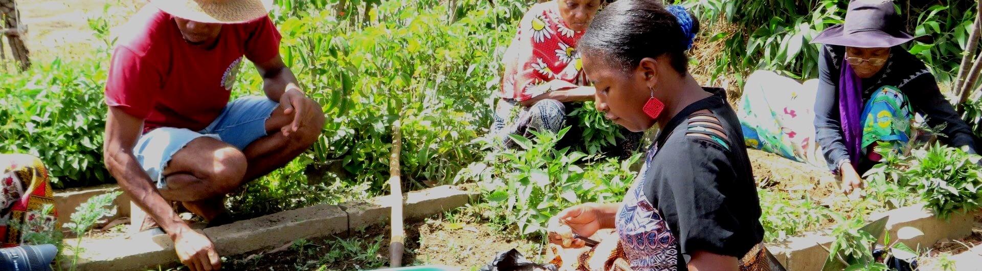 Améliorer l'accès à la santé grâce aux plantes médicinales au nord de Madagascar