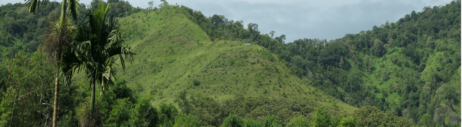 Reforesting Flores island