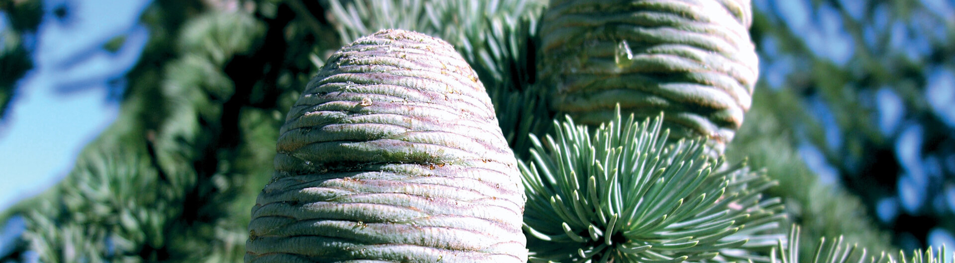 Topiaire (Plante taillée)- CEDRUS atlantica (Cèdre de l'Atlas)