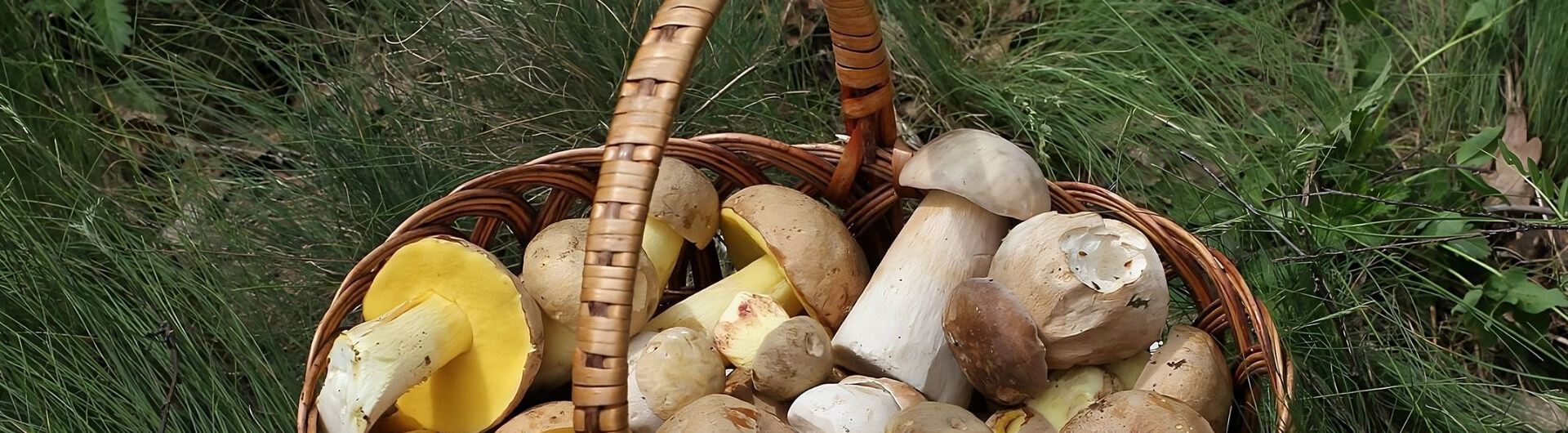 Comment ramasser les champignons ? | Klorane Botanical Foundation