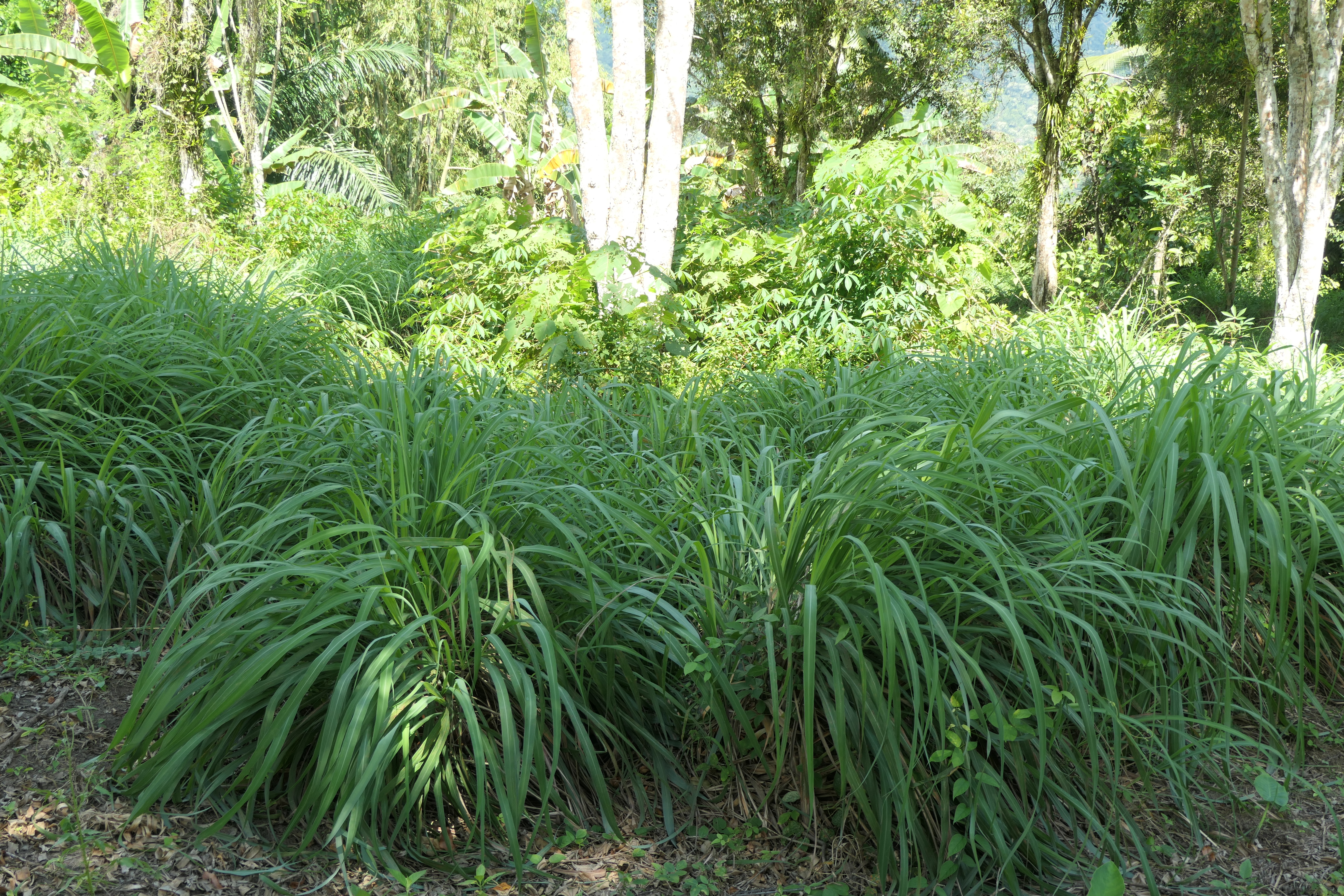 plant de citronnelle