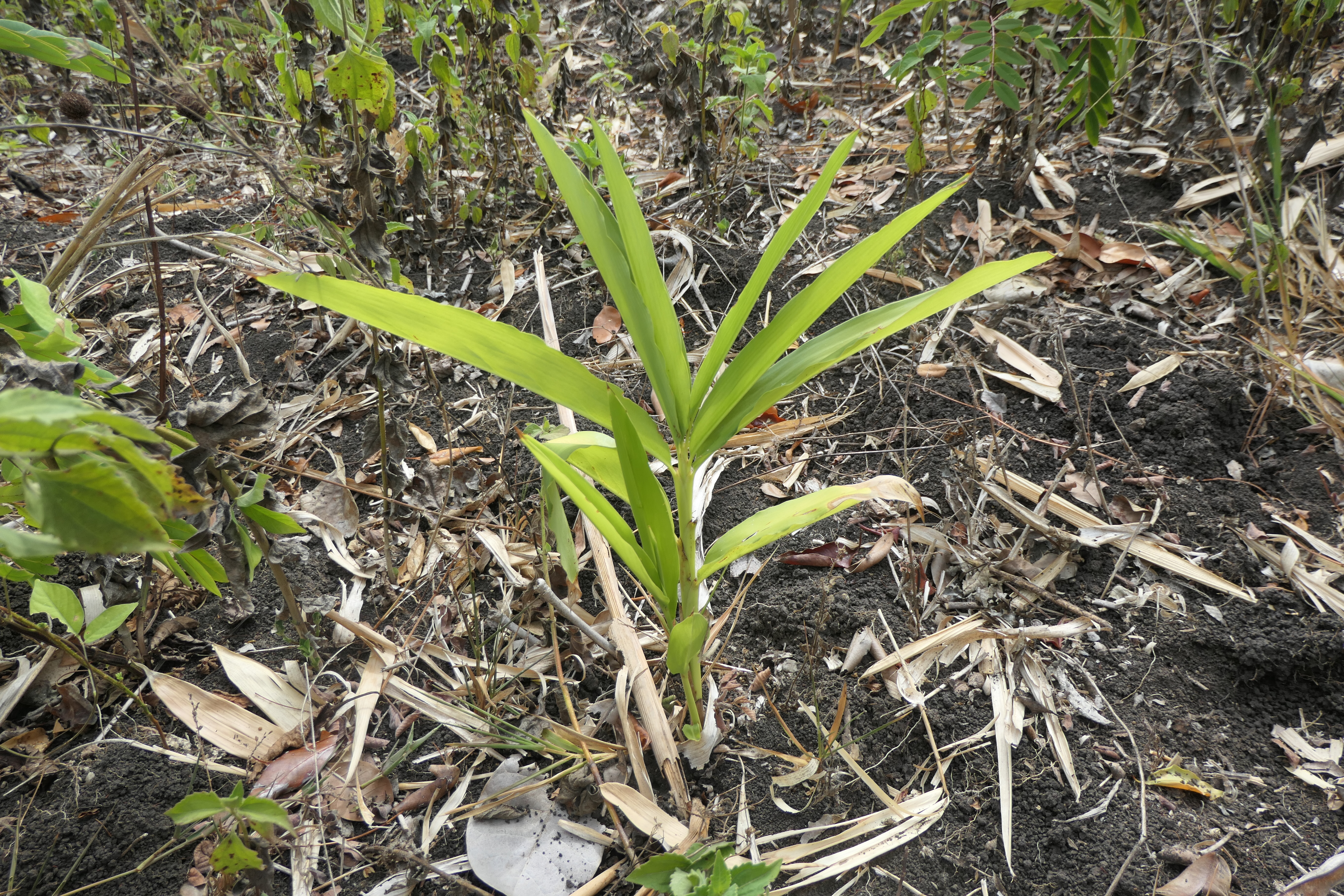 plant de galanga